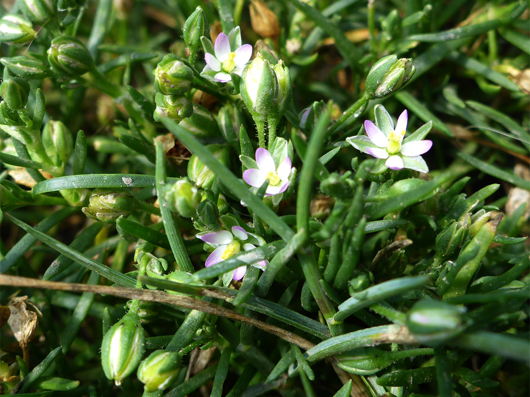 Leaves and flowers