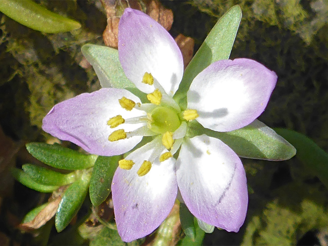 Purple-white petals