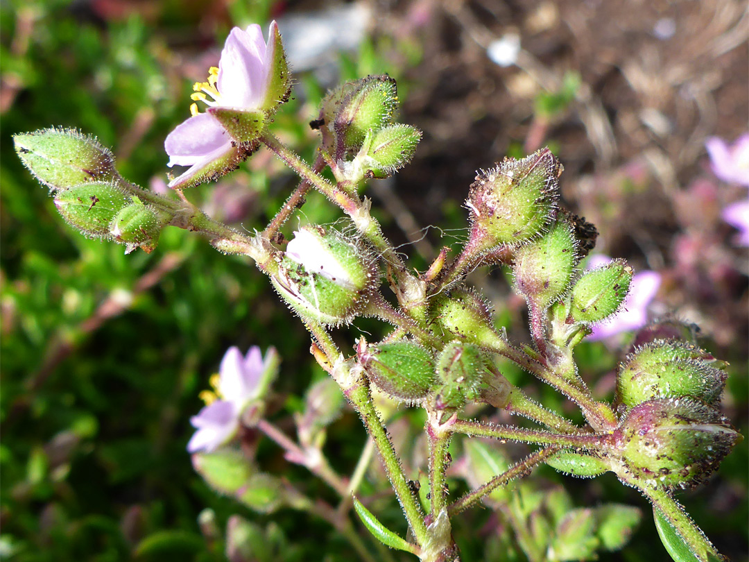 Glandular stems