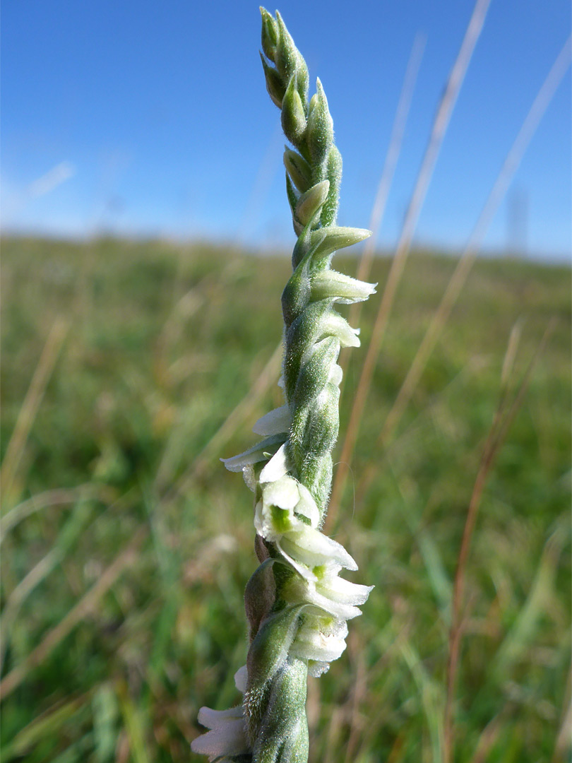 Developing inflorescence