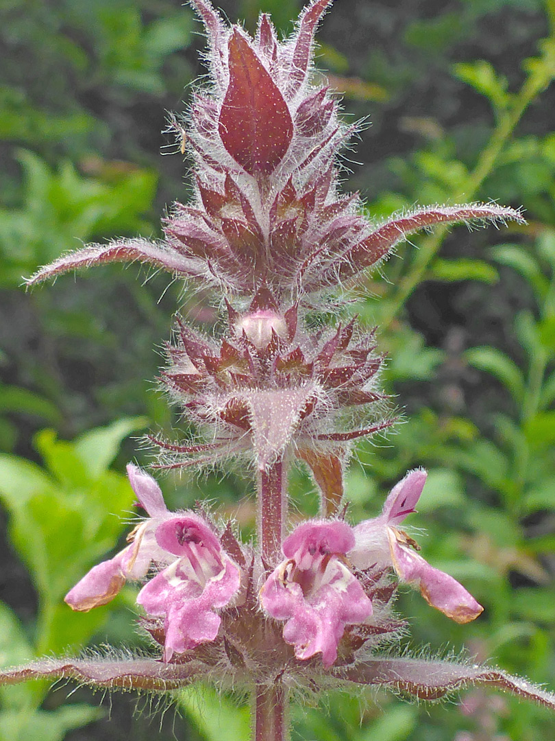 Flower whorls