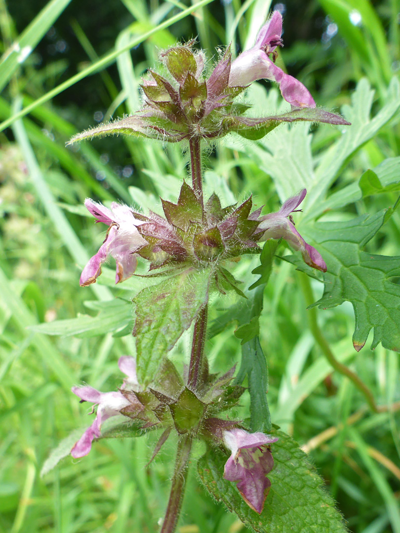 Flowering stem