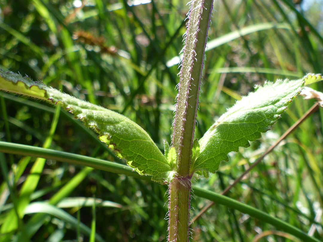 Square, hairy stem