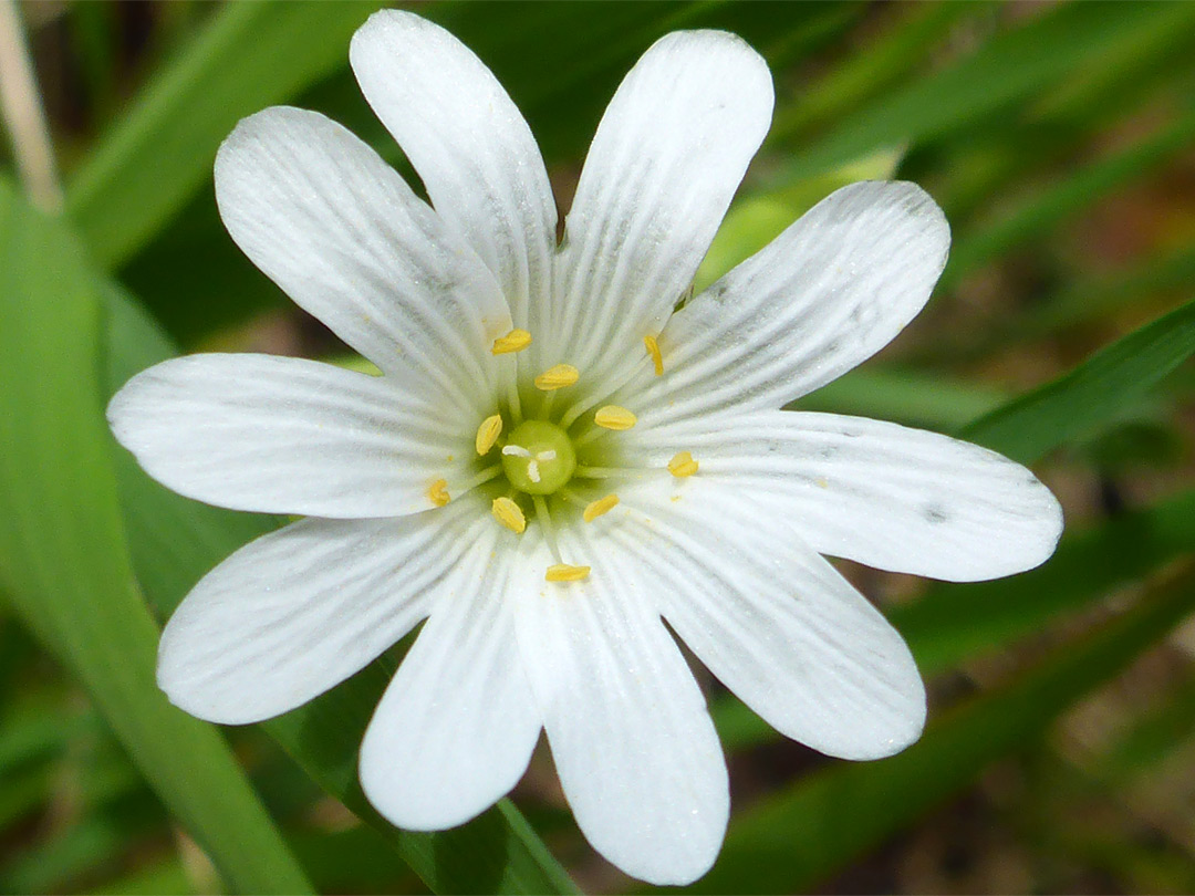 Notched petals