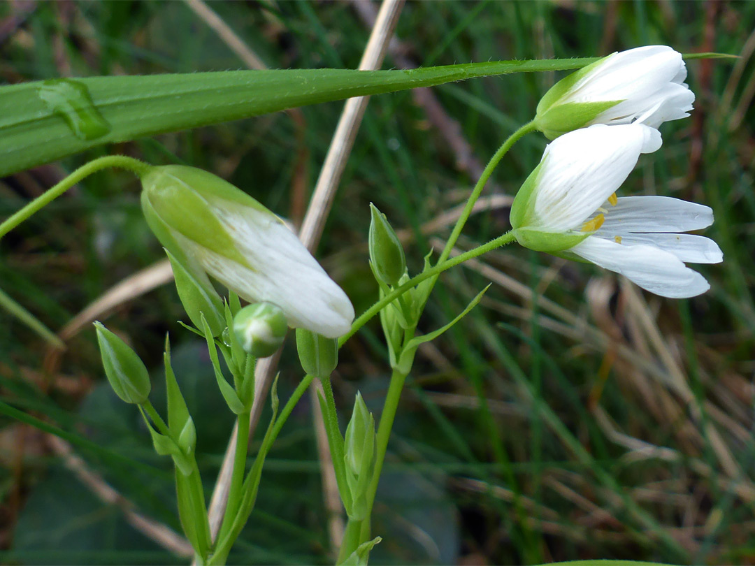 Green sepals