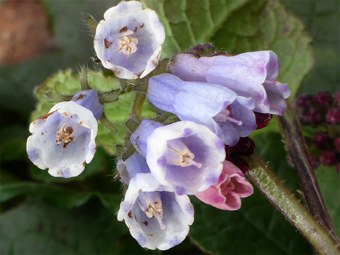 Blue-purple flowers