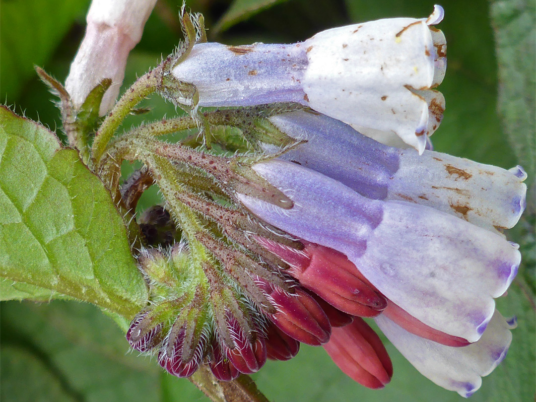 Bristly calyces