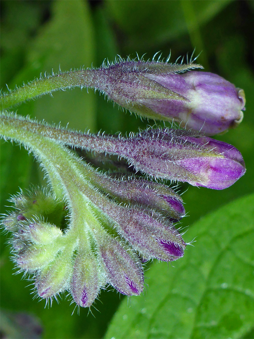 Bristly calyces