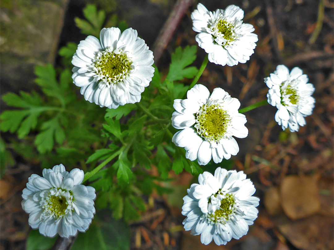 Feverfew