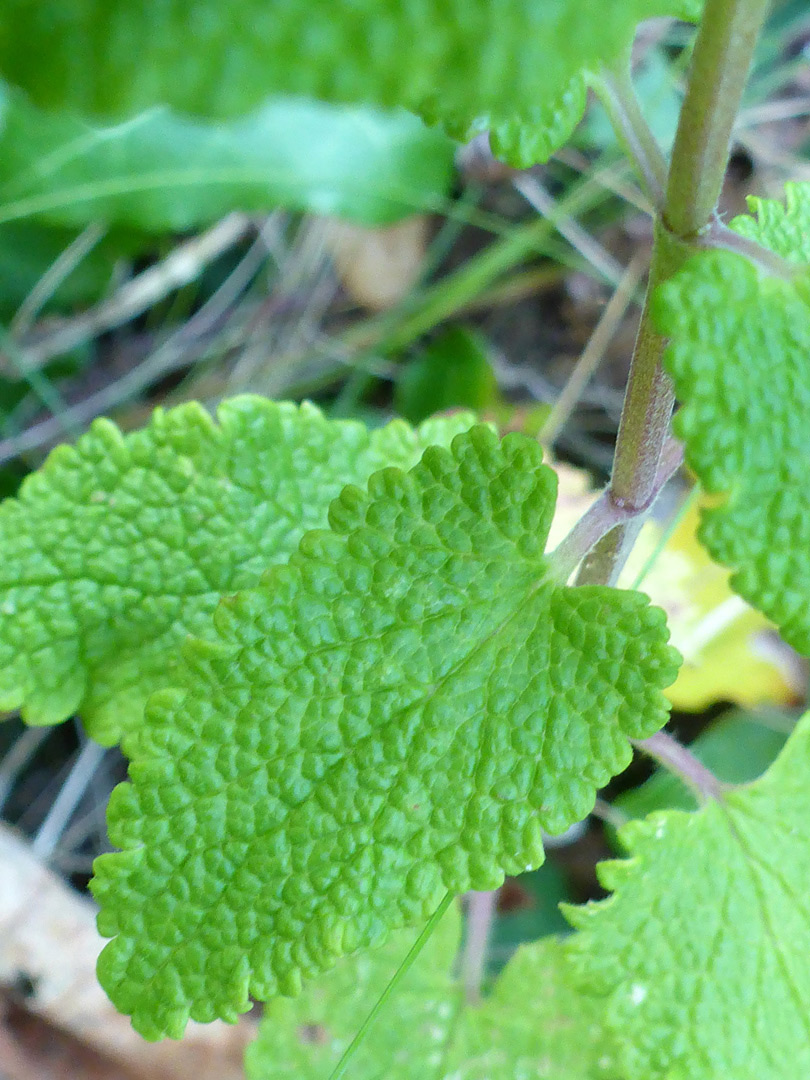 Wrinkled leaves