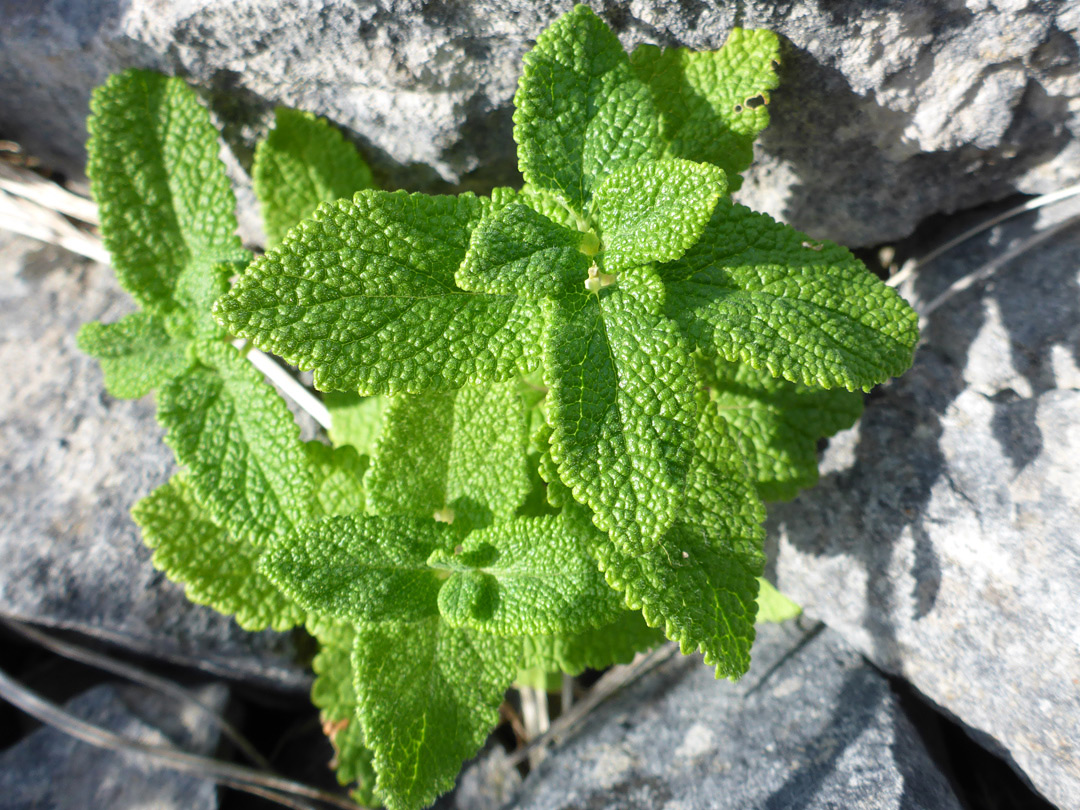 Young plants