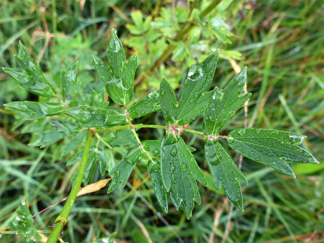 Compound leaf