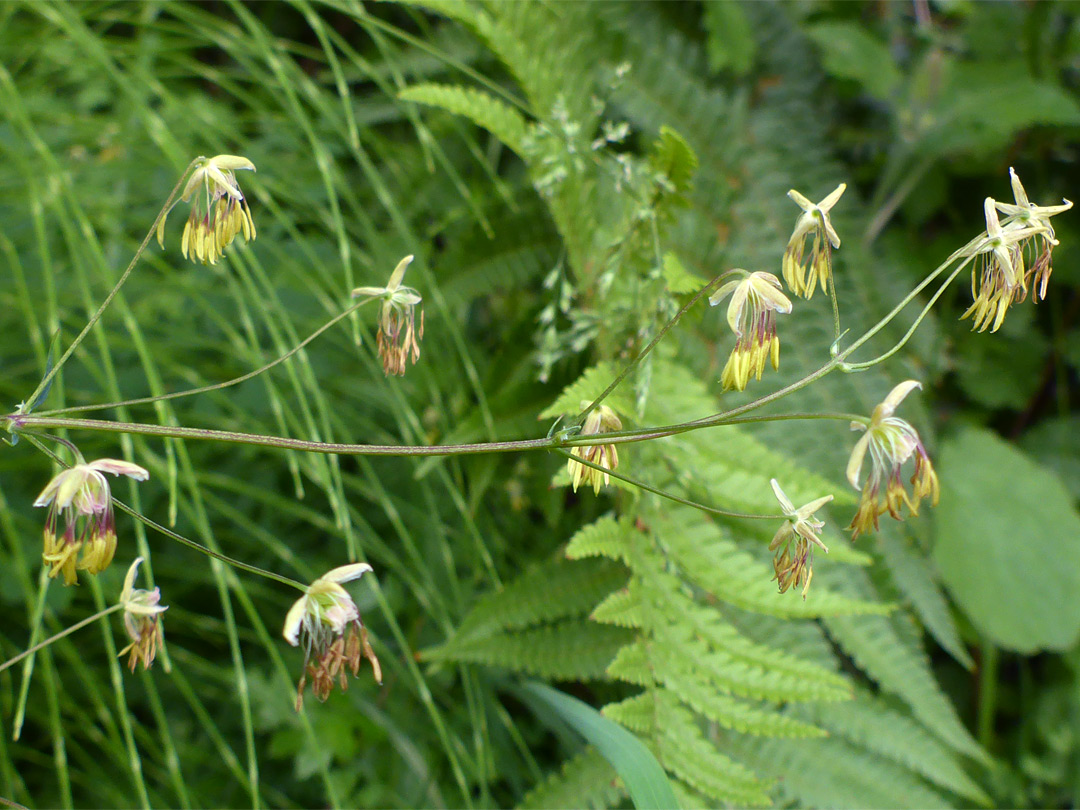 Flowering stem