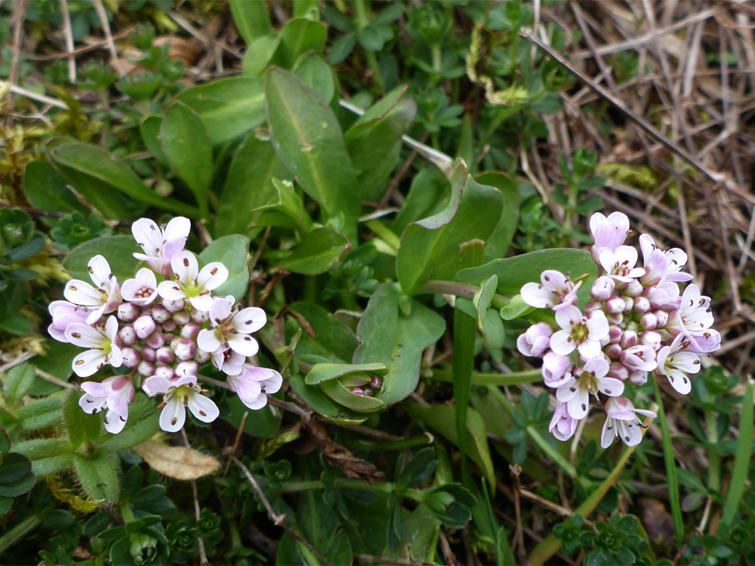 Two flower clusters