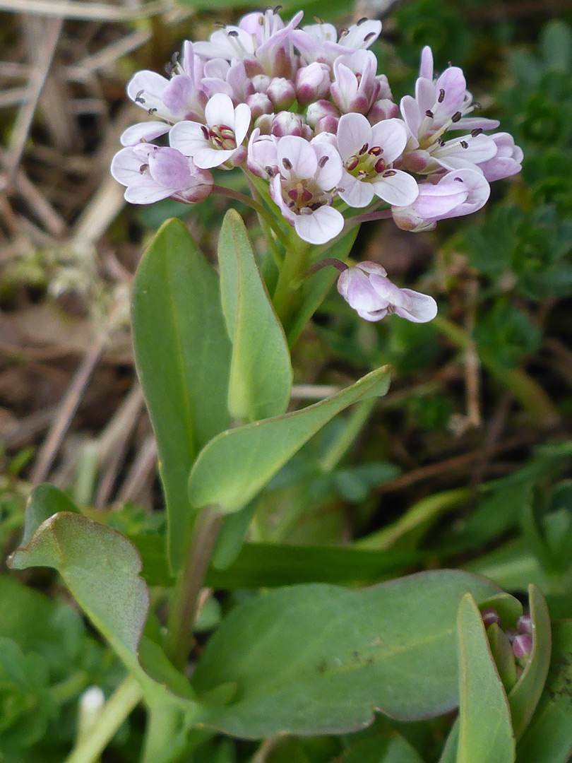 Leaves and flowers