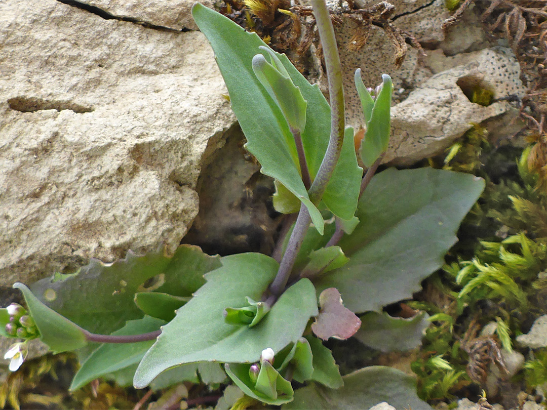 Stem and basal leaves