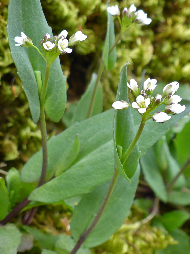 Three stems