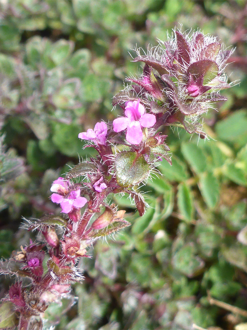 Elongated inflorescence