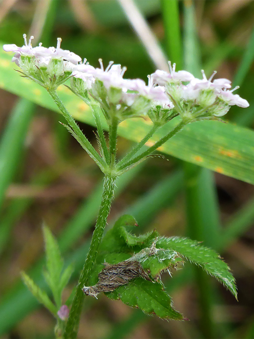 Bristly stem