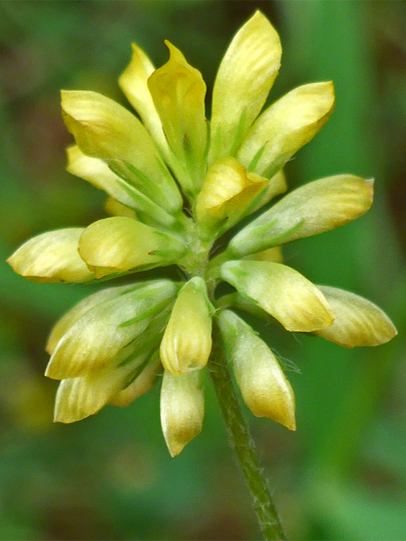 Spherical flower cluster