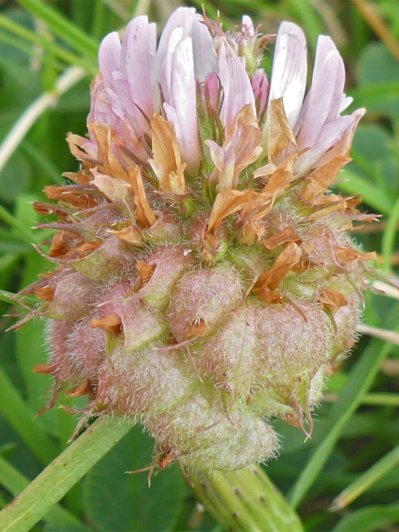 Fruit and flowers