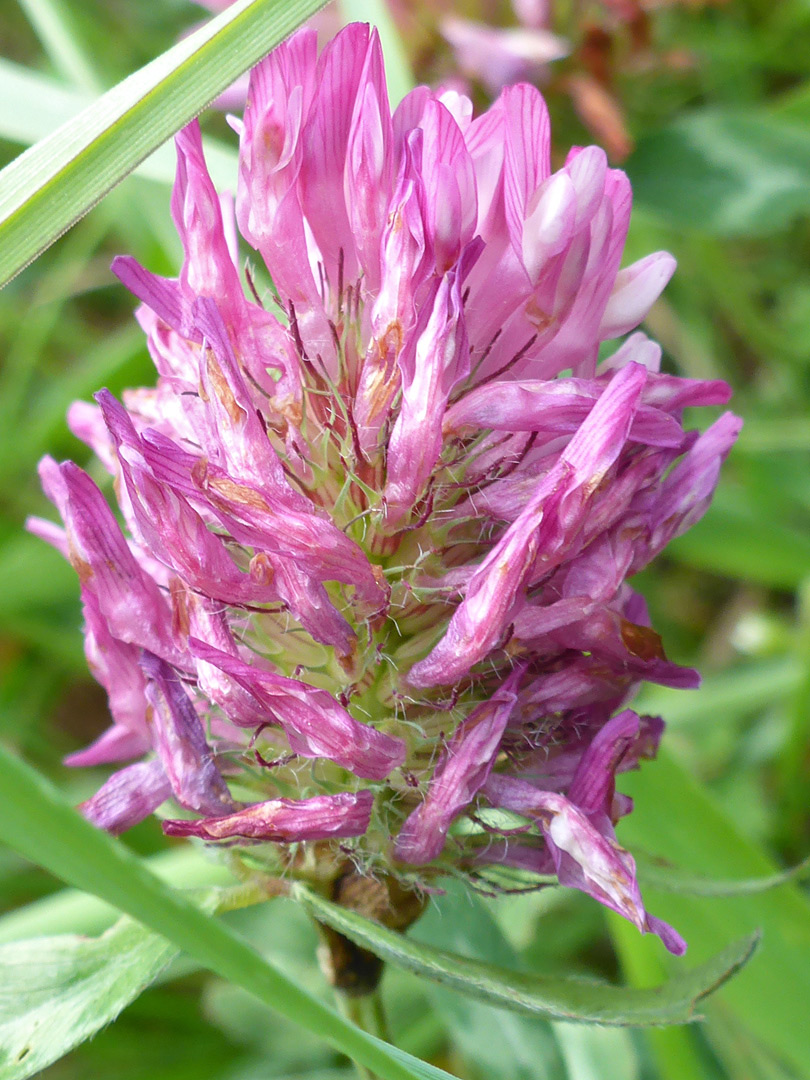 Pink flowers