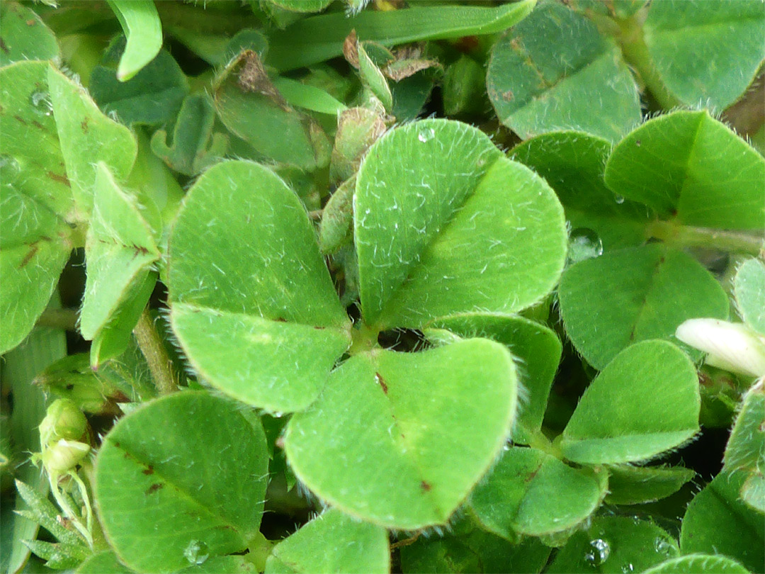 Sparsely-hairy leaves