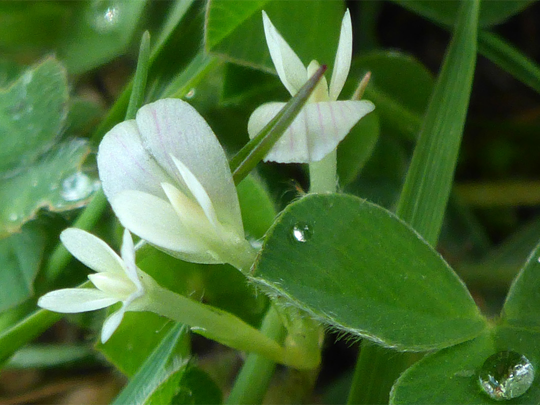 Flowers and leaves