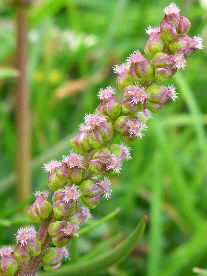 Purplish inflorescence