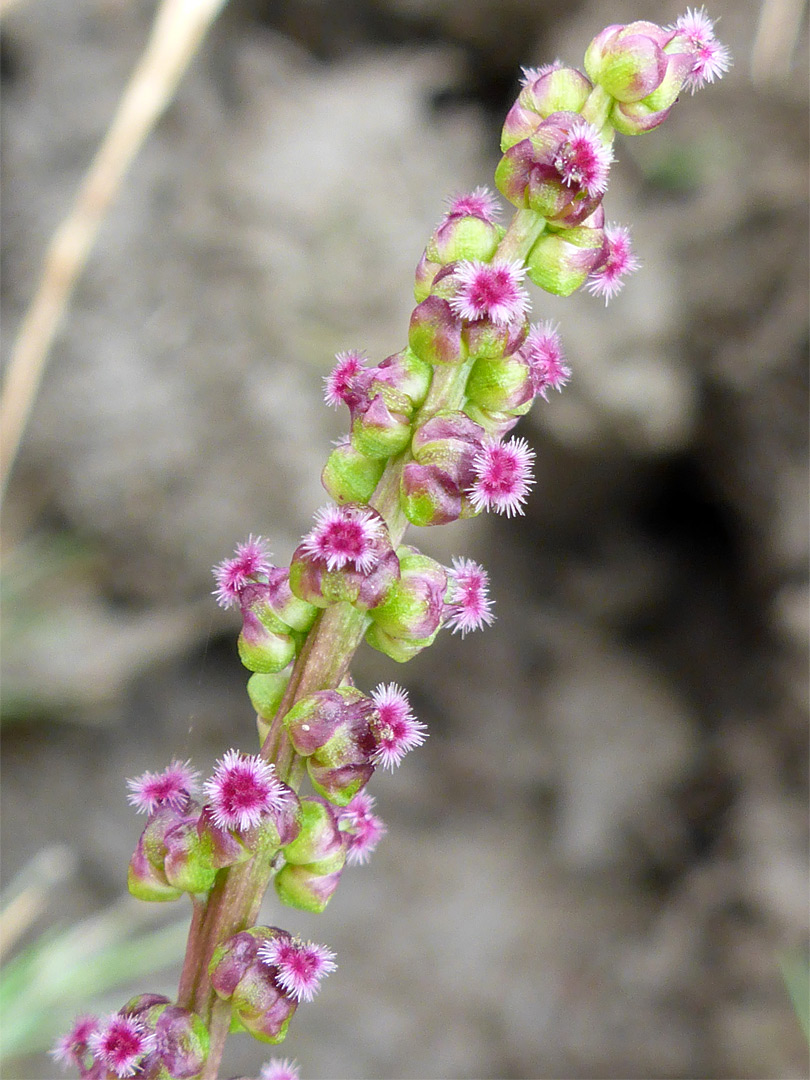 Purple flowers