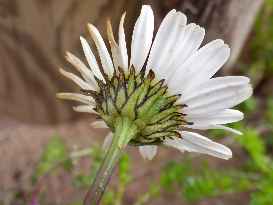 Sea mayweed