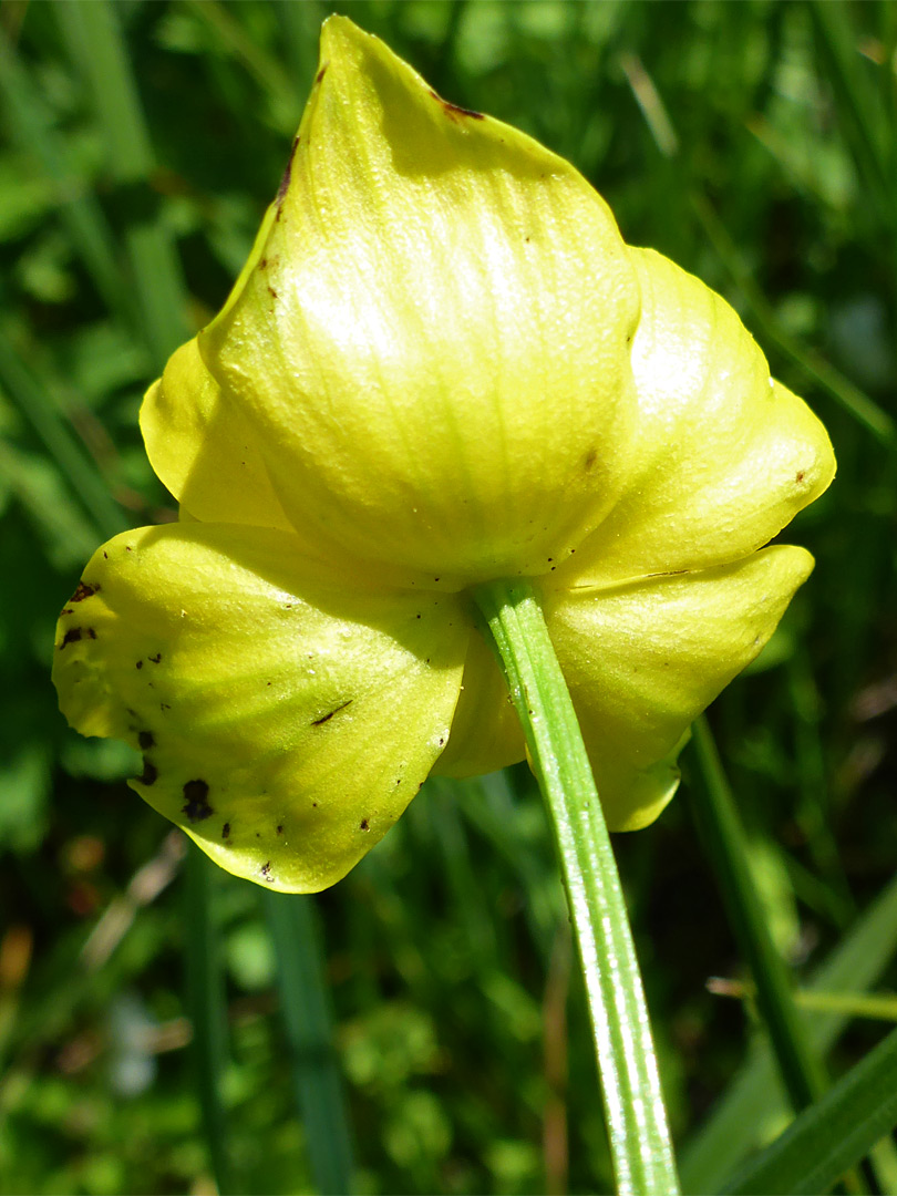 Base of a flower