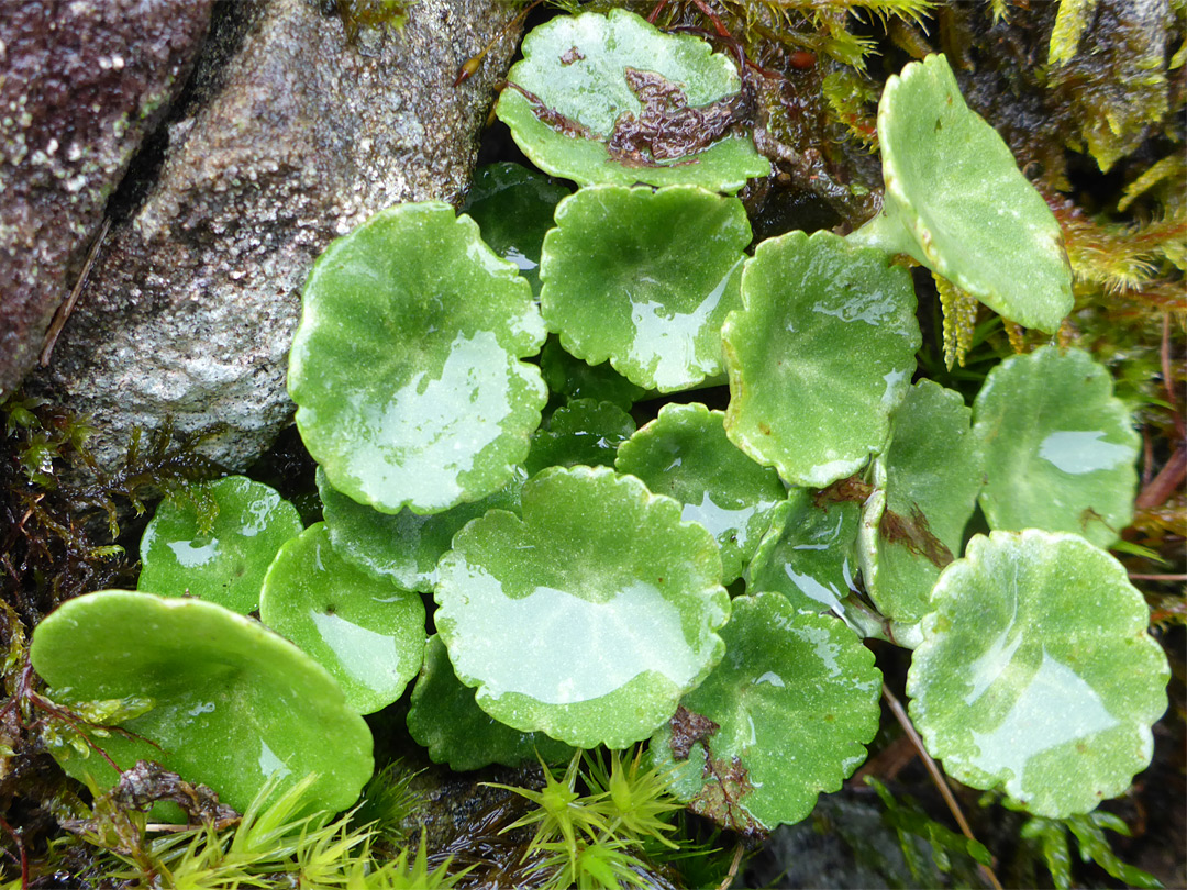 Scalloped leaves