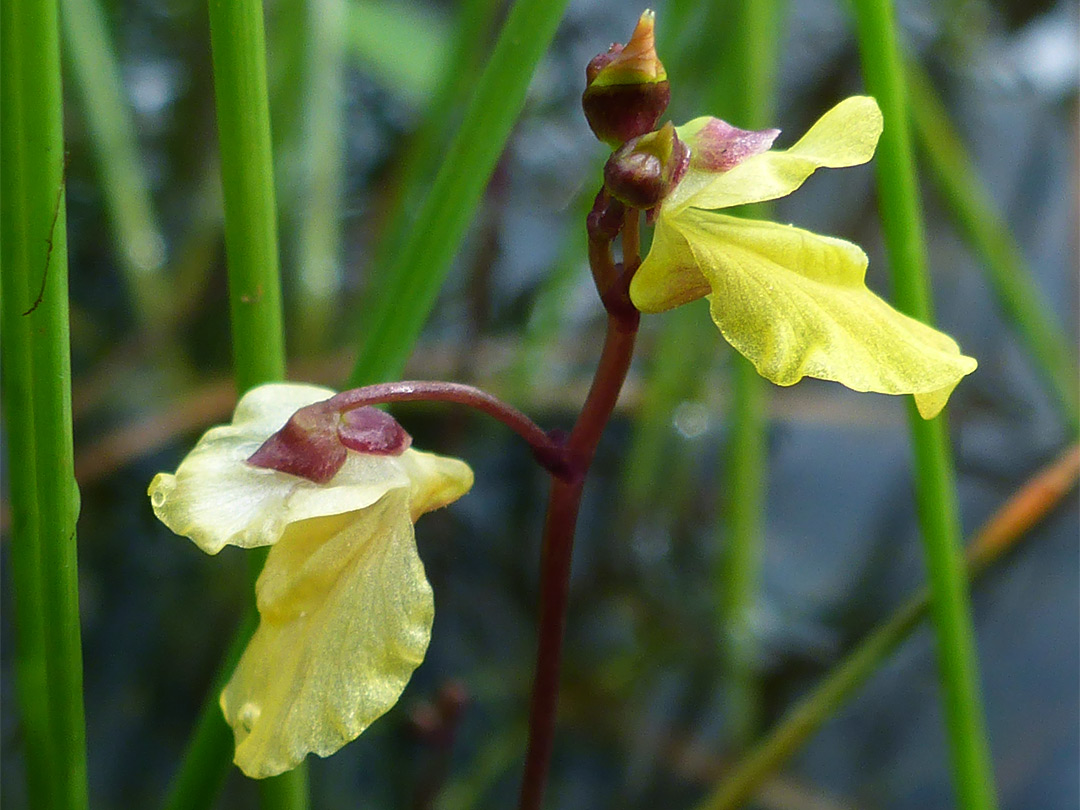 Two flowers