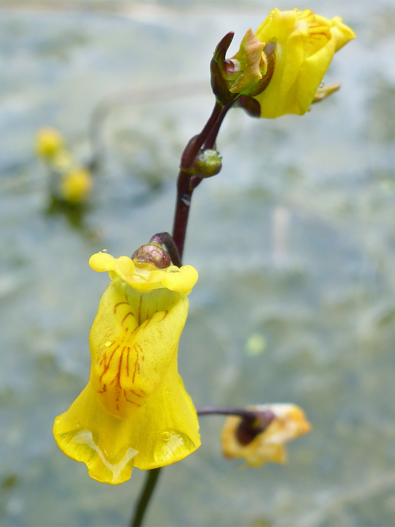 Yellow flower