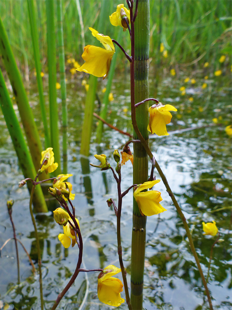 Flowering stems