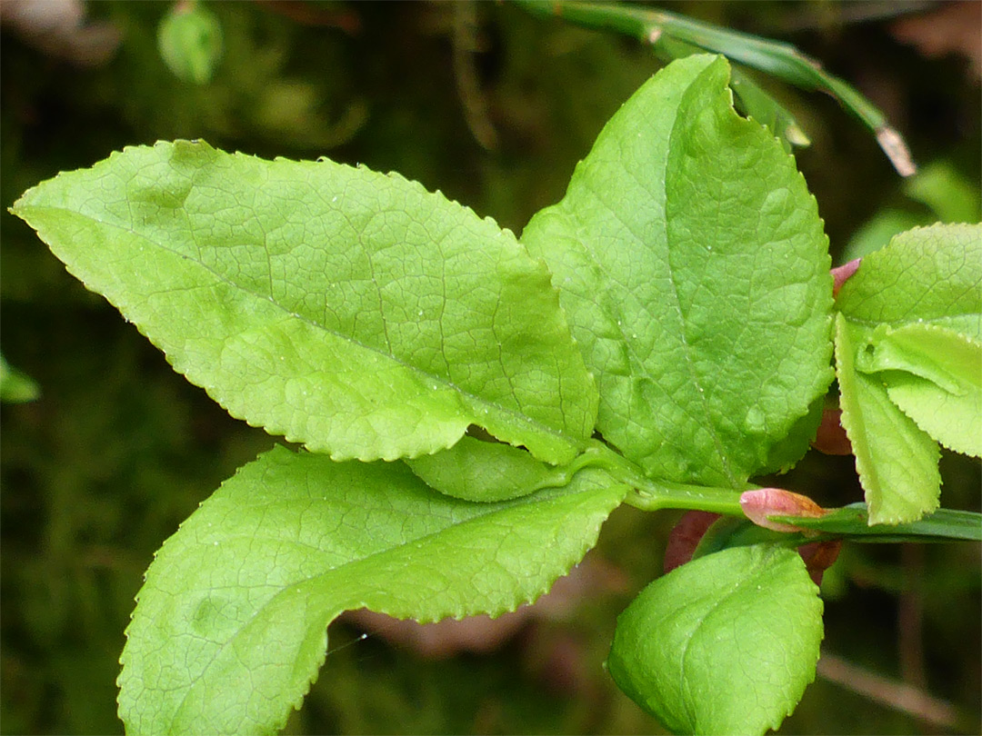 Toothed leaves