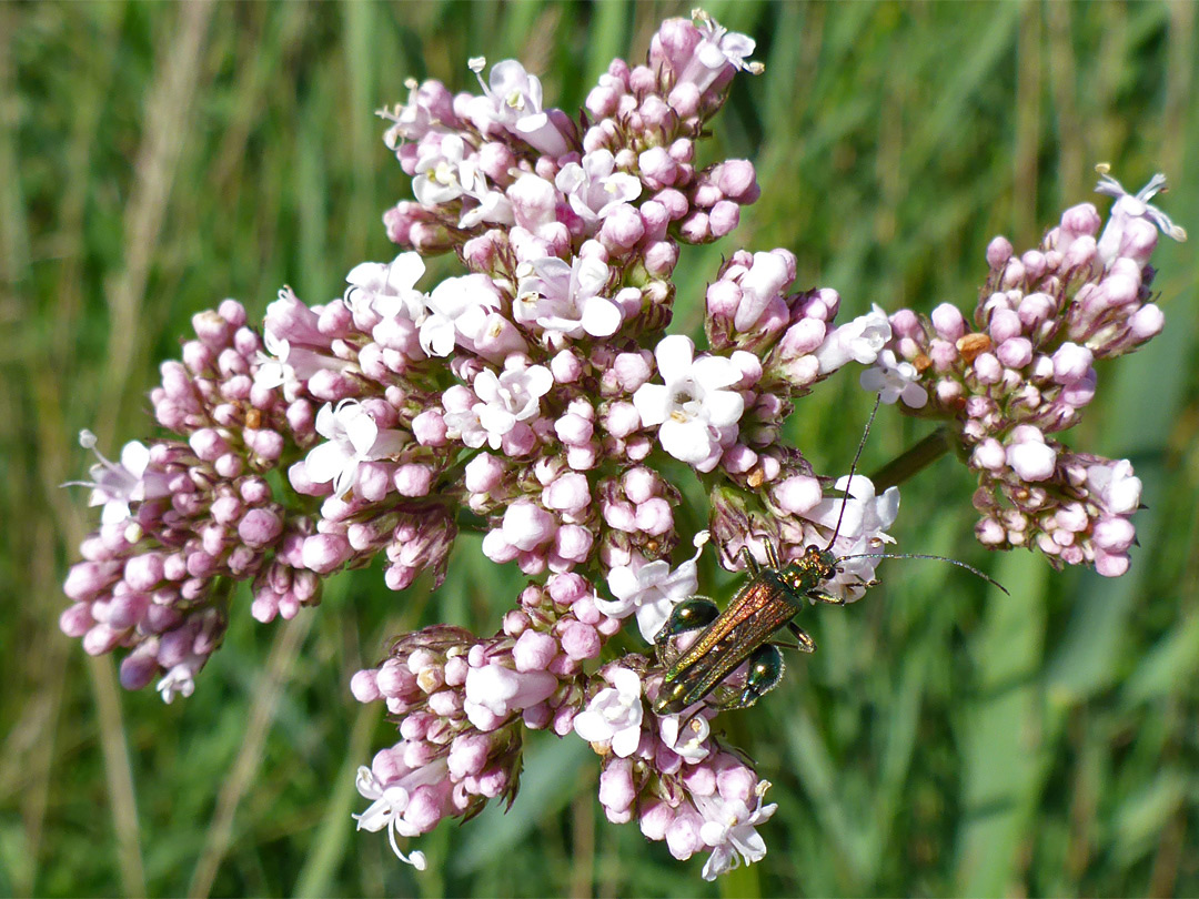 Pinkish-white flowers