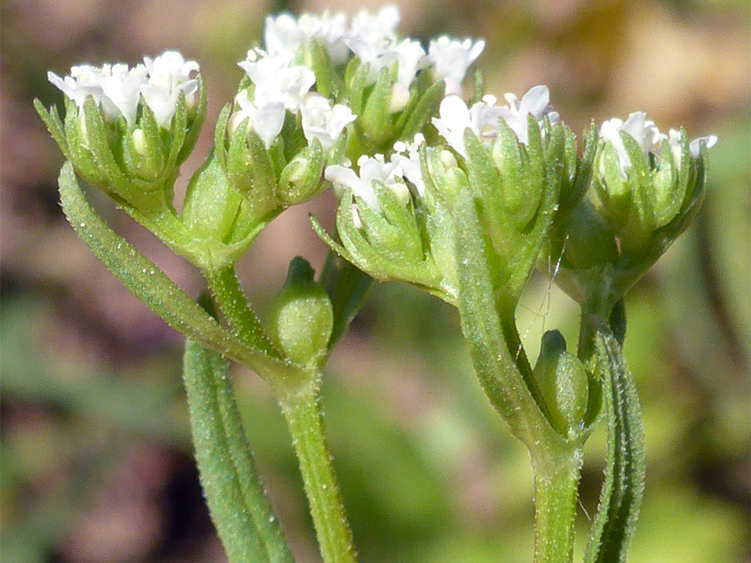 Flowers and fruits