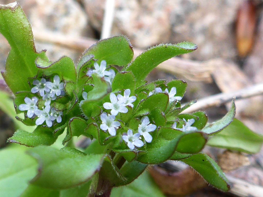 Bracts and flowers