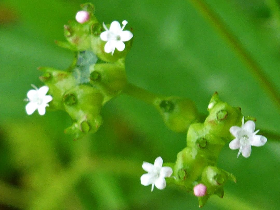 Fruits and flowers