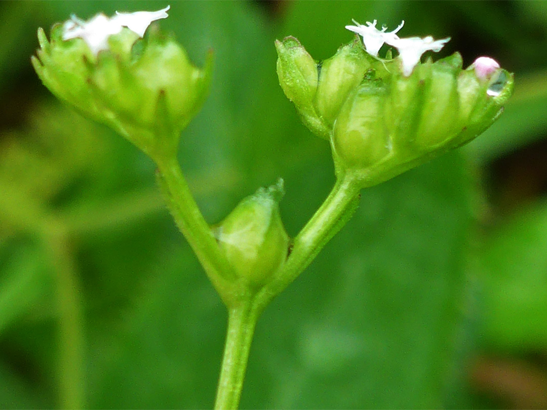 Developing fruits