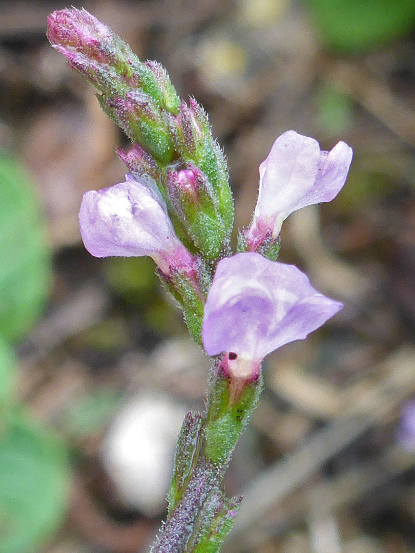 Common vervain