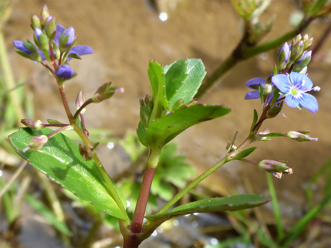 Leaves and flowers