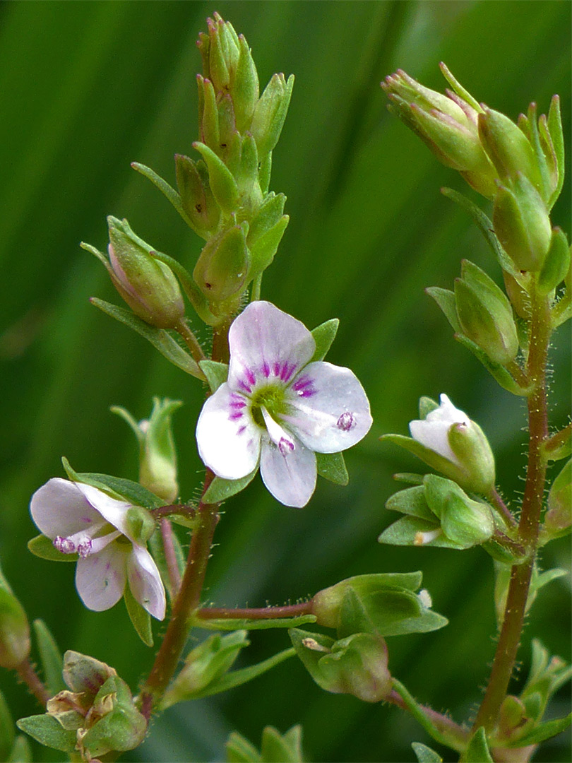 Pale pink flowers