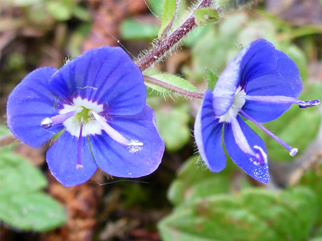 Two blue flowers