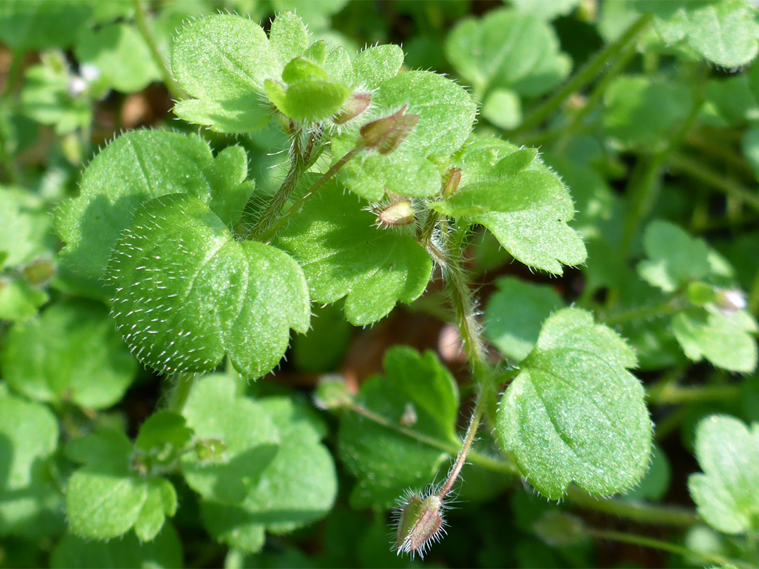 Hairy leaves