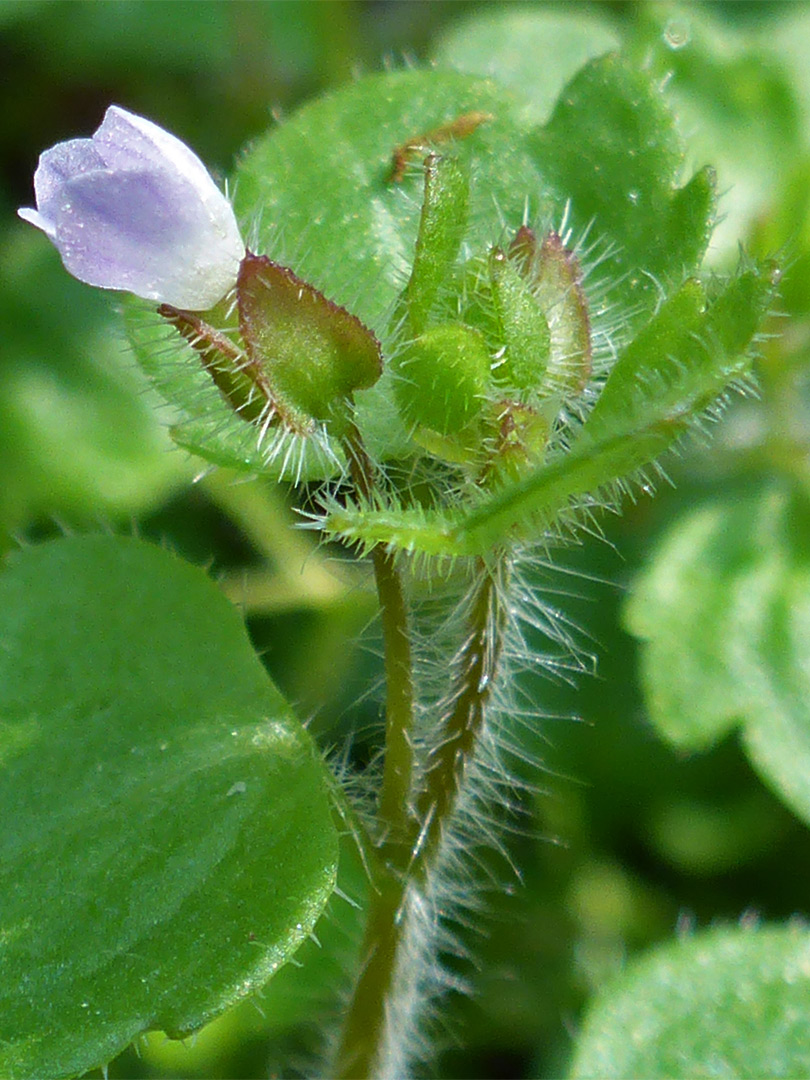 Pale purple flower