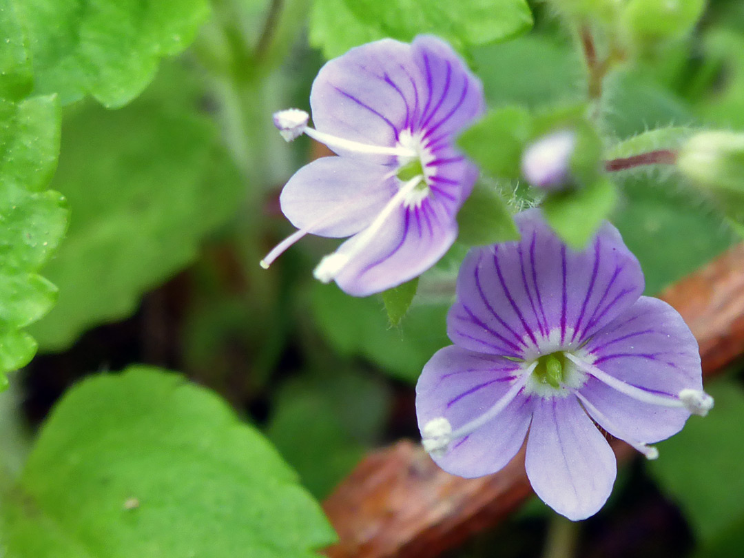 Wood speedwell