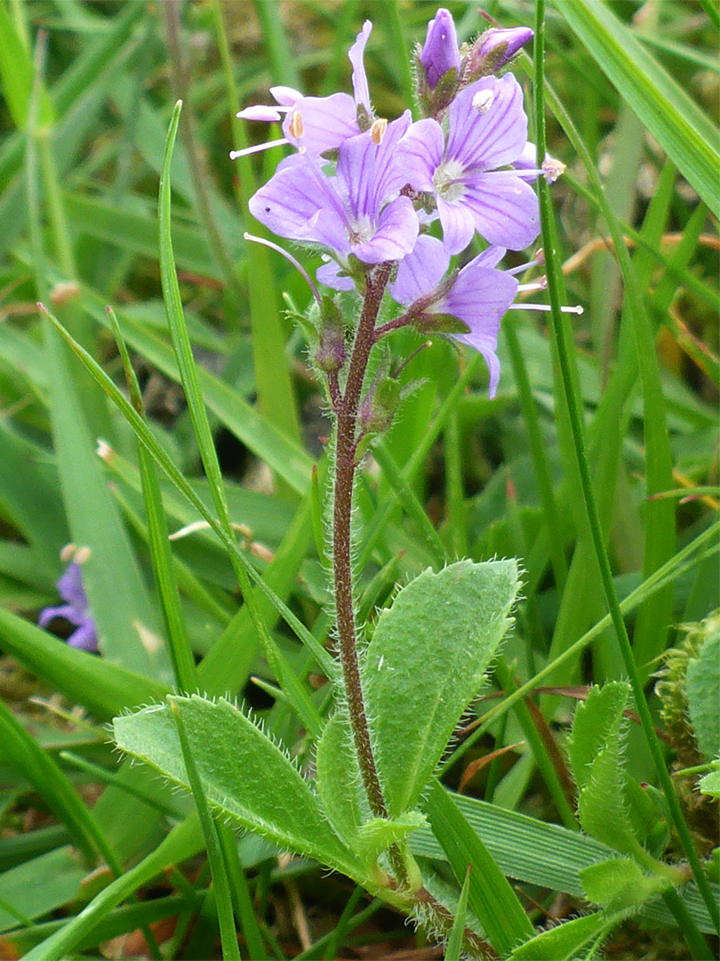 Flower cluster